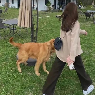 鱼之梦